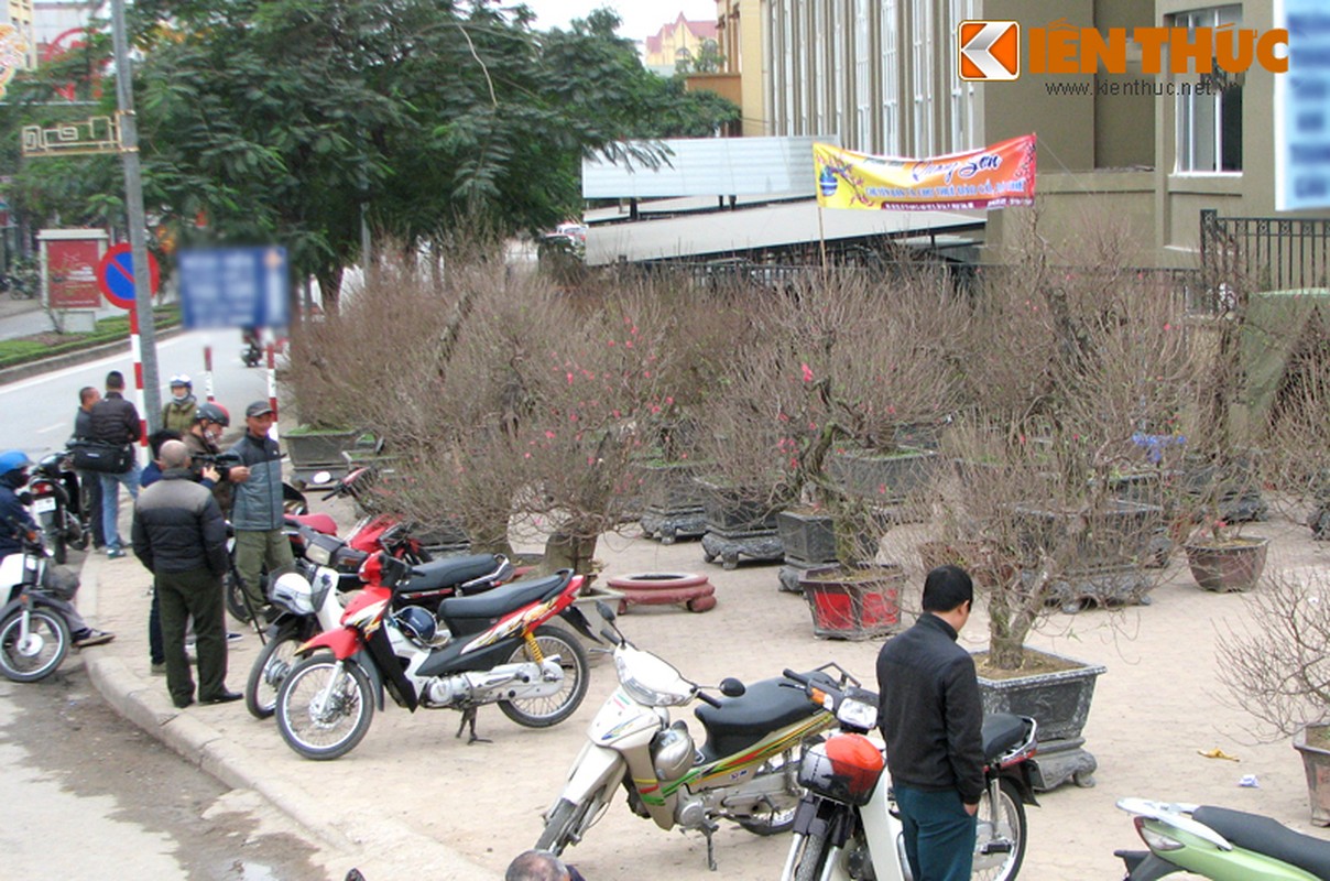 Ha Noi: Hoa dao ron rang “xuong pho” don tet Binh Than-Hinh-12